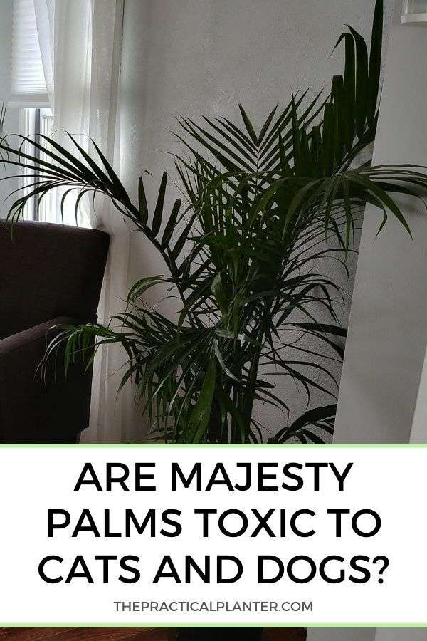 Are Majesty Palms Toxic to Cats and Dogs?