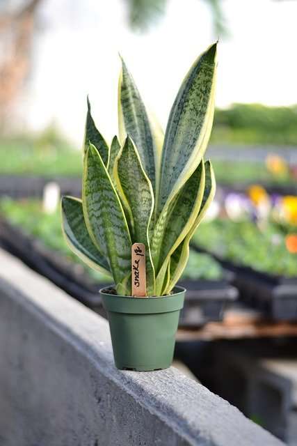 Are Snake Plants Poisonous To Cats? 2 Amazing Benefits For ...