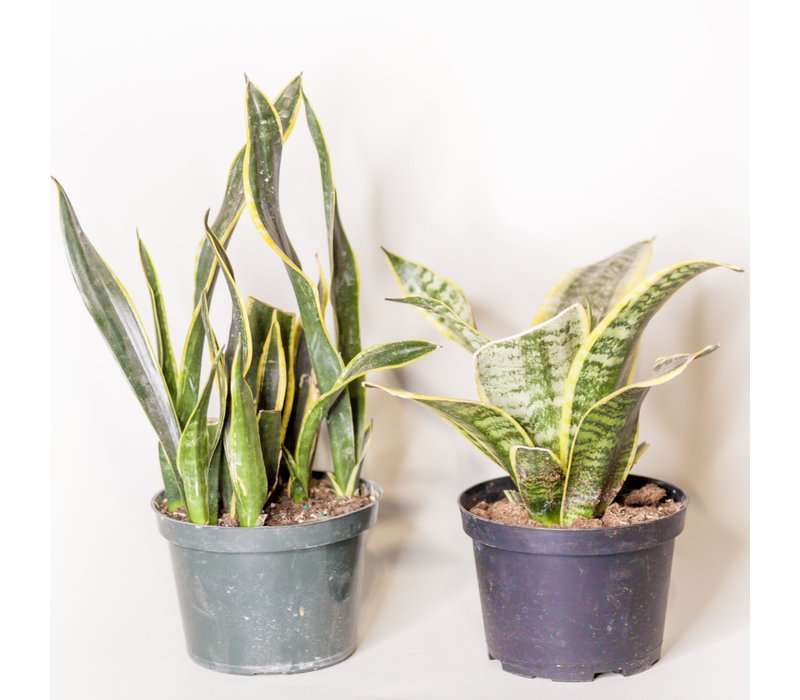 Are Snake Plants Toxic To Cats And Dogs