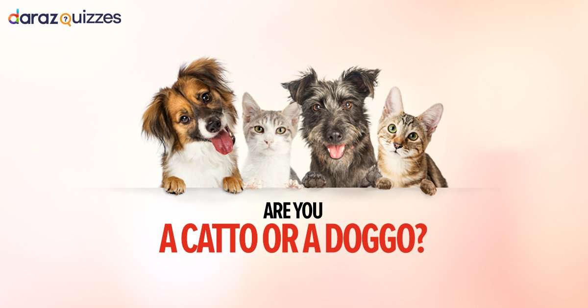 Are you a Cat or a Dog person? Take this quiz and see if ...