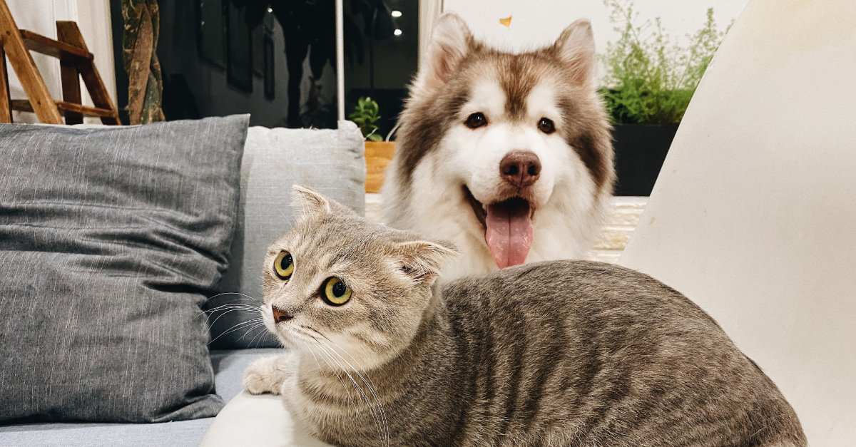 Are You a Dog or a Cat Person? It May Influence Your ...
