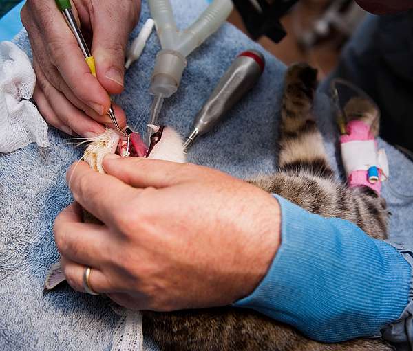 Ask a Vet: Why Are Cats Anesthetized for Routine Dental Work?