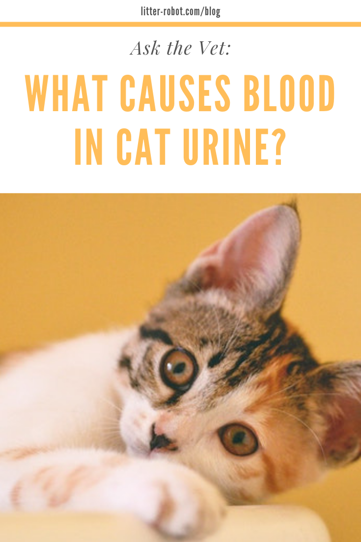 Ask the Vet: What Causes Blood in Cat Urine?