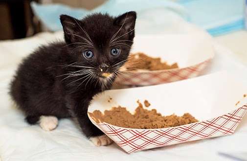 At What Age Do Kittens Start Eating Cat Food