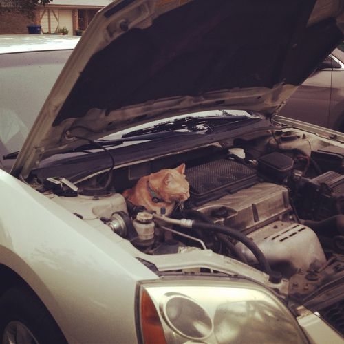 Auto Mechanic Cat.