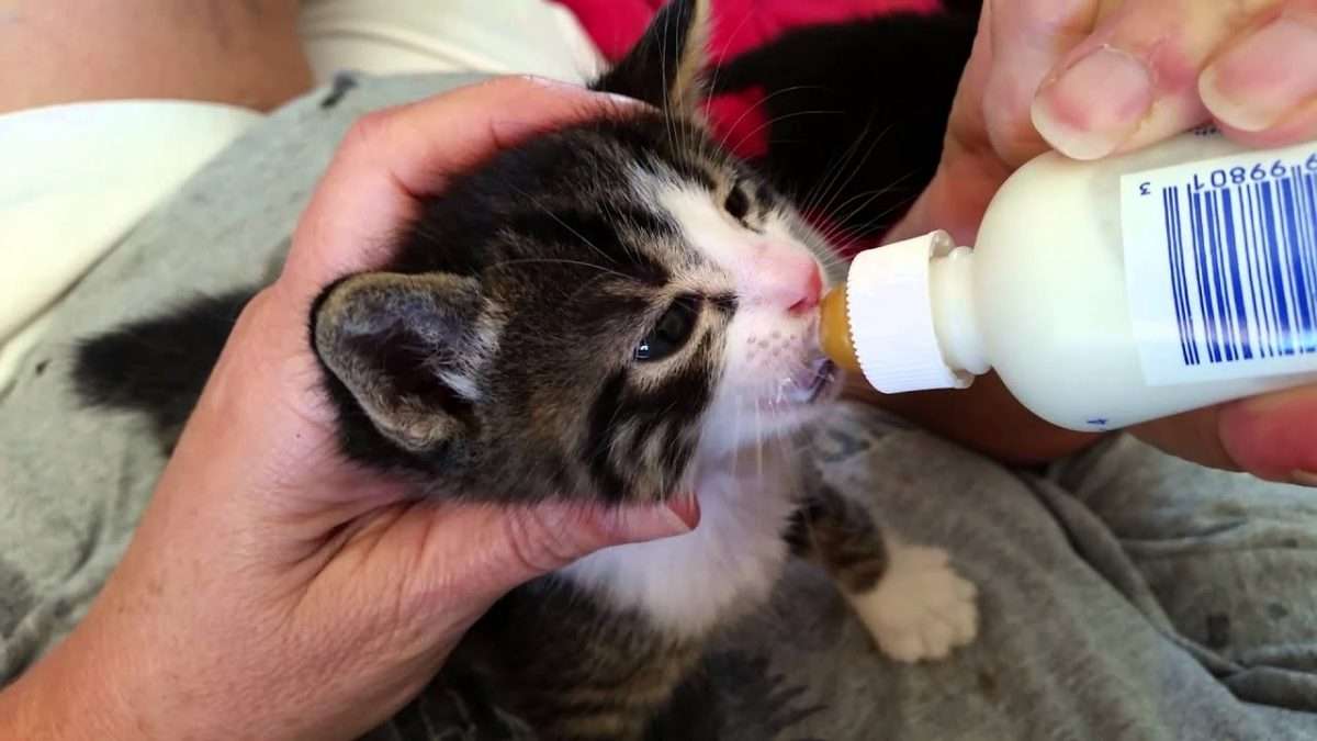 Baby Kitten Bottle Feeding April 1, 2015