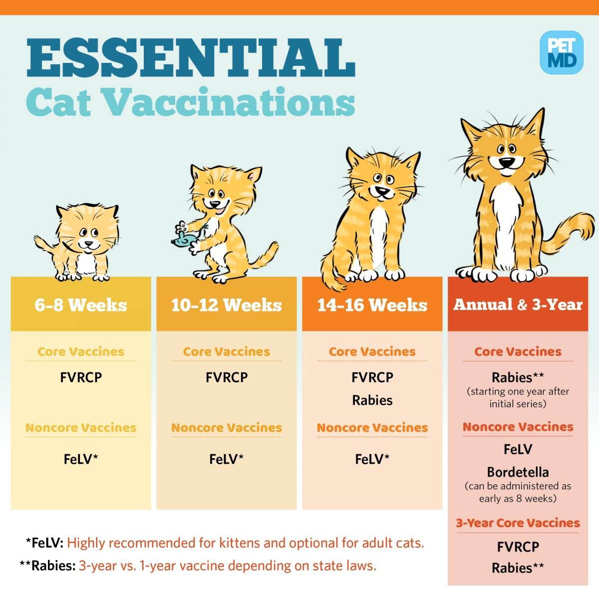 Basic Vaccine Schedule for Cats