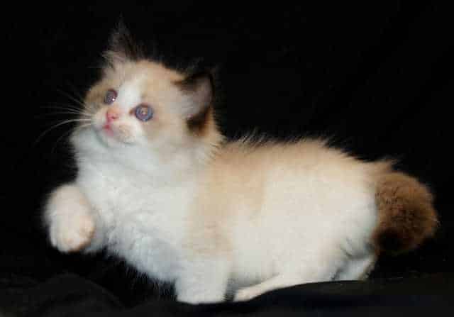 Beautiful Ragdoll Kittens Ready NOW FOR SALE ADOPTION from Brandywine ...