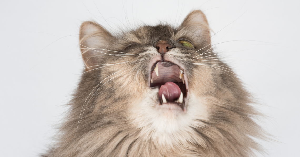 Benadryl For Cats: Safe, Simple Steps to Give Your Cat the ...