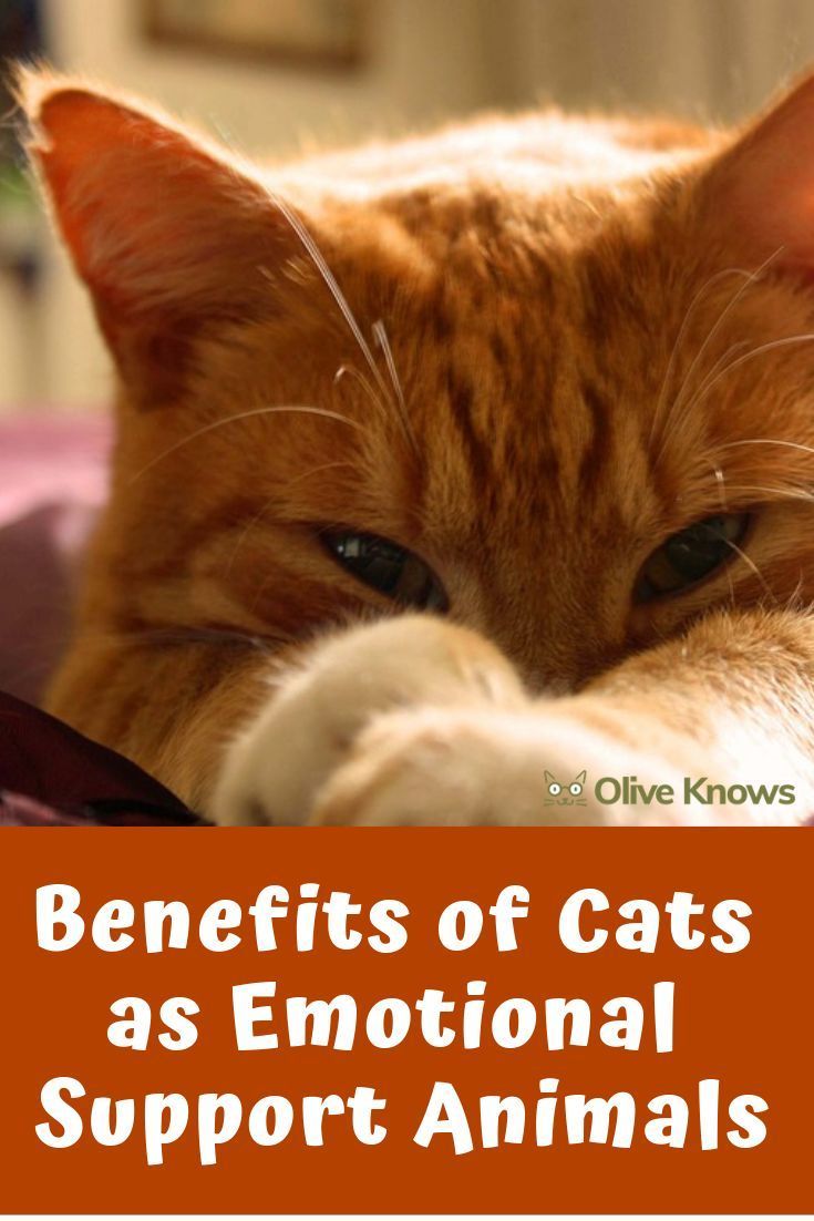 Benefits of Cats as Emotional Support Animals