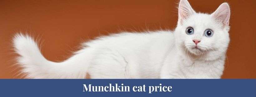 Best 15 Munchkin Cat Facts, Allergies, Behavior, Lifespan ...