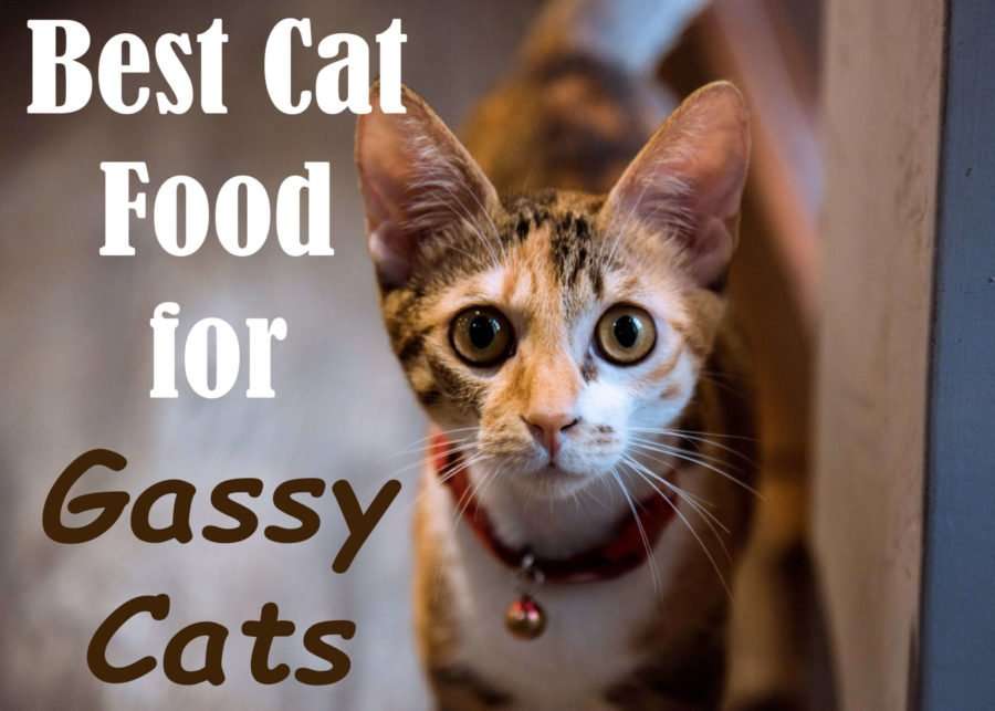 Best Cat Food for Gassy Cats 2019