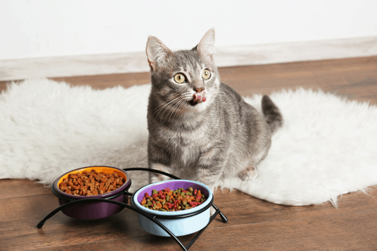 Best Cat Food for Older Cats That Vomit (April 2021 ...