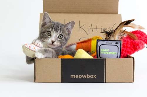 Best Cat Subscription Boxes Of 2020: Reviews &  Ratings