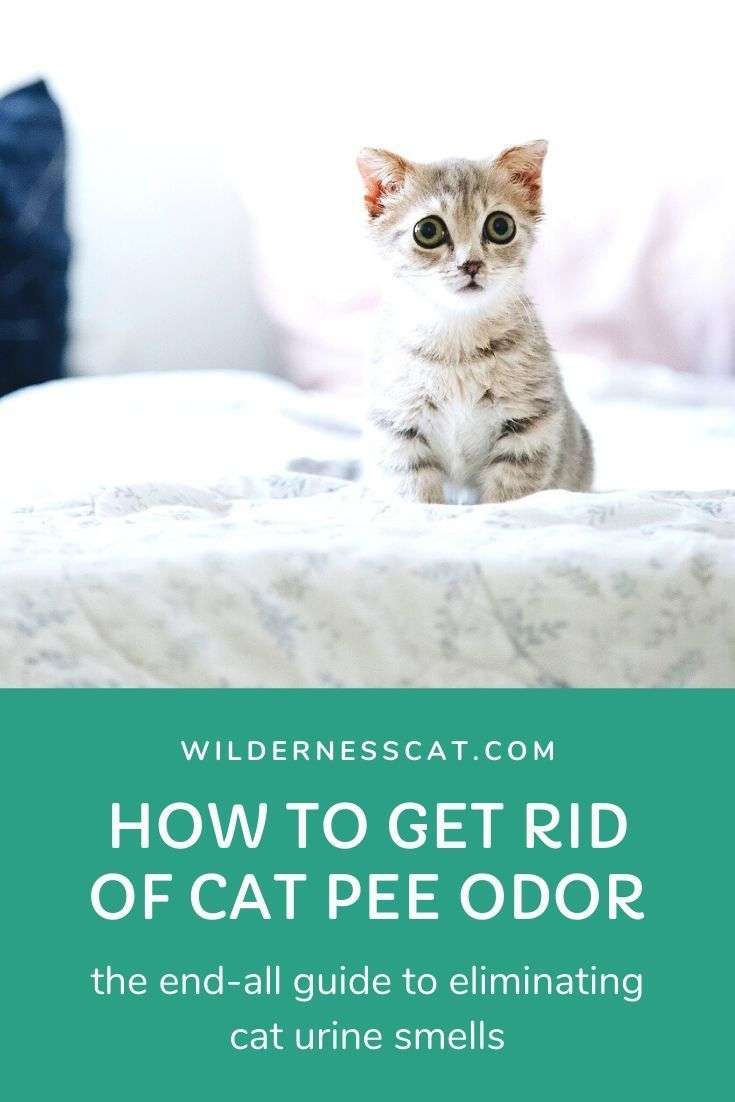 Best Cat Urine Carpet Cleaner: How to Get Rid of the Cat Pee Smell ...