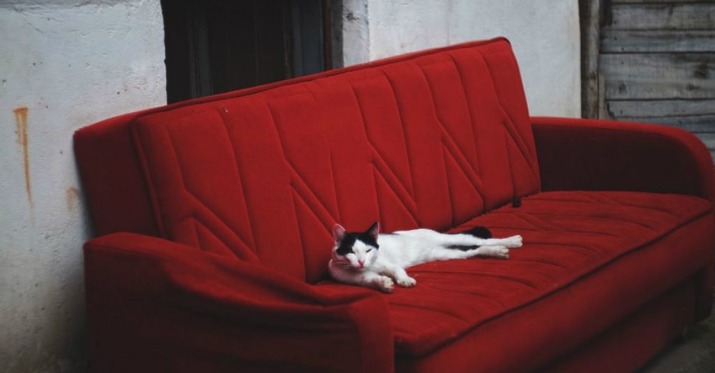 Best Couch Material for Cats with Claws in 2021: Cat