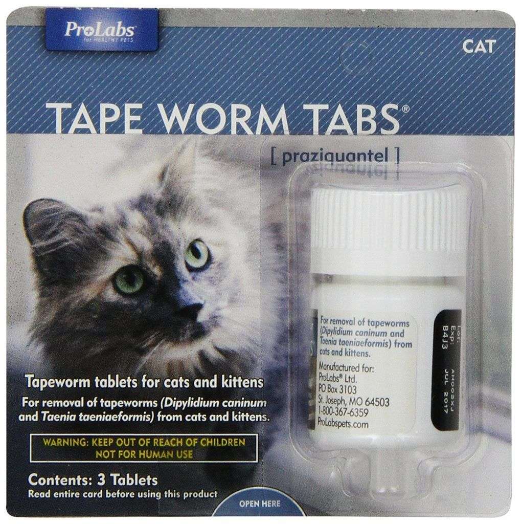Best Dewormer for Cats Available Over the Counter