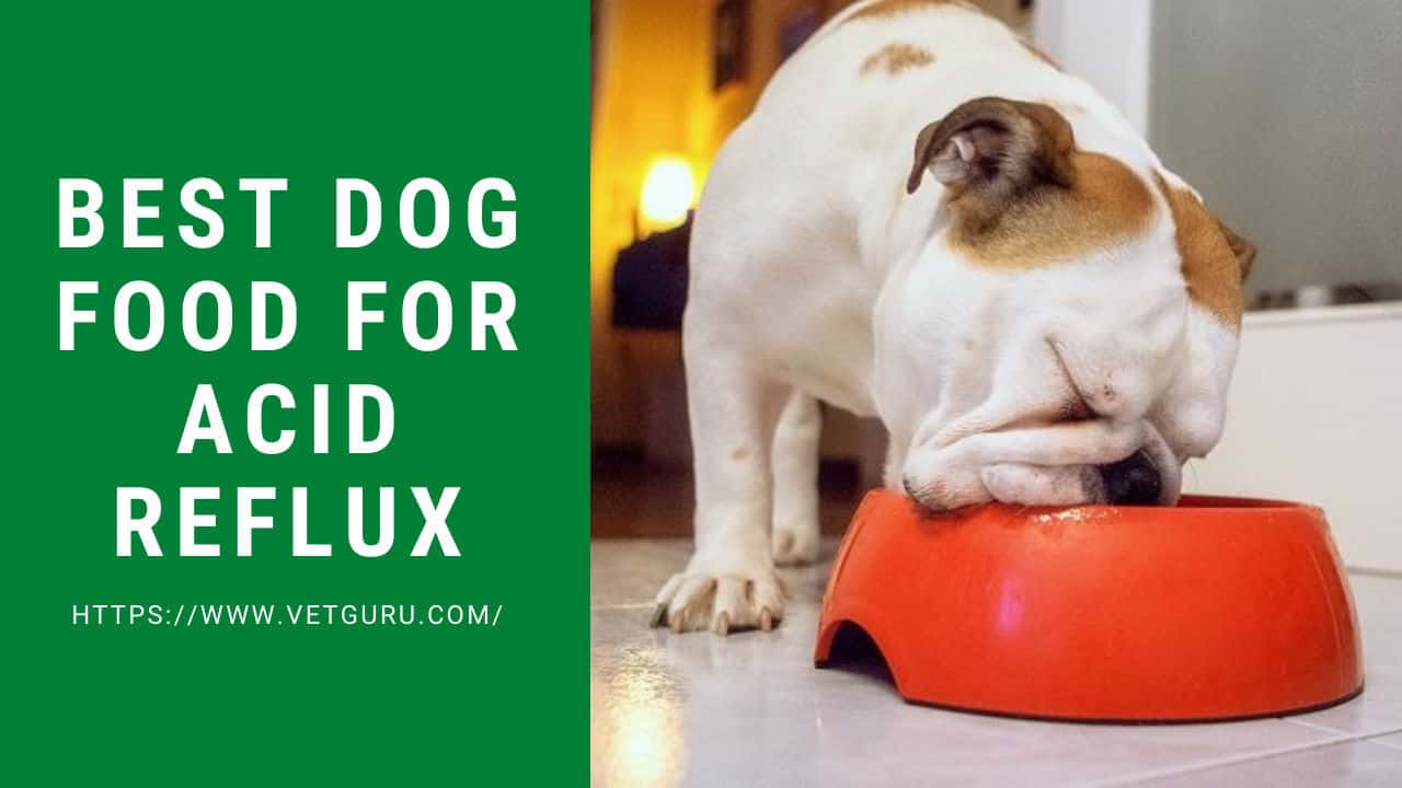 Best Dog Food for Acid Reflux (2020 Reviews)