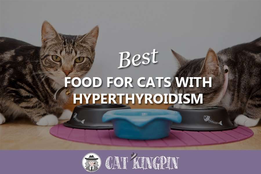 Best Food For Cats With Hyperthyroidism in 2020