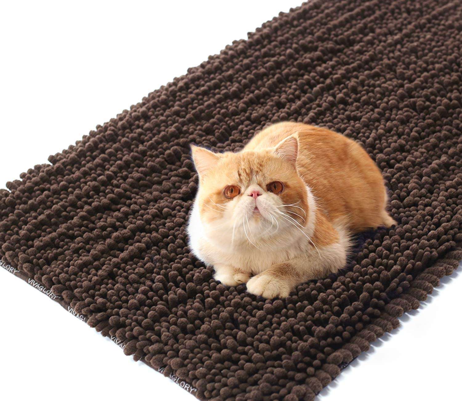Best how to clean cat poop off carpet