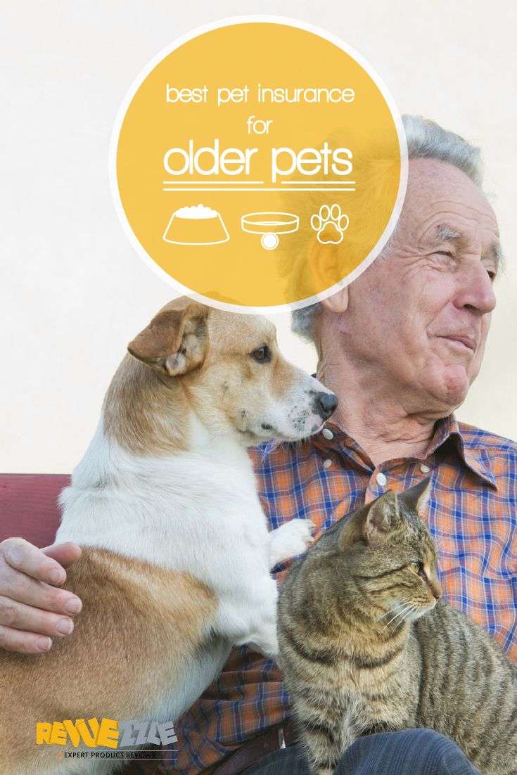 Best Pet Insurance For Older Cats