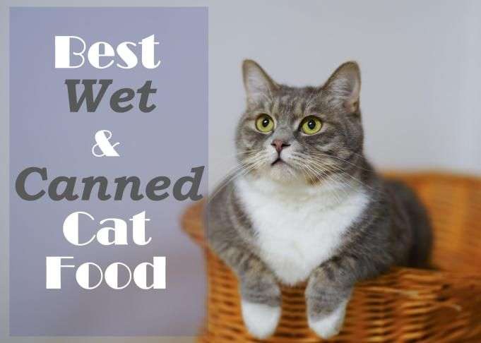 Best Wet and Canned Cat Food