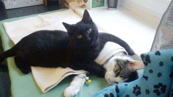 Black Cat Gives Comfort to Other Sick Cats â Pet Radio ...