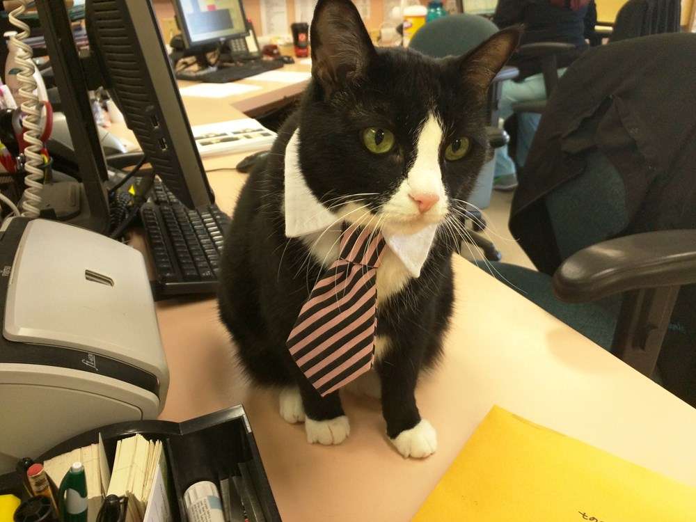 Business Cat Says Get Back to Work
