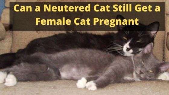 Can a Neutered Cat Still Get a Female Cat Pregnant