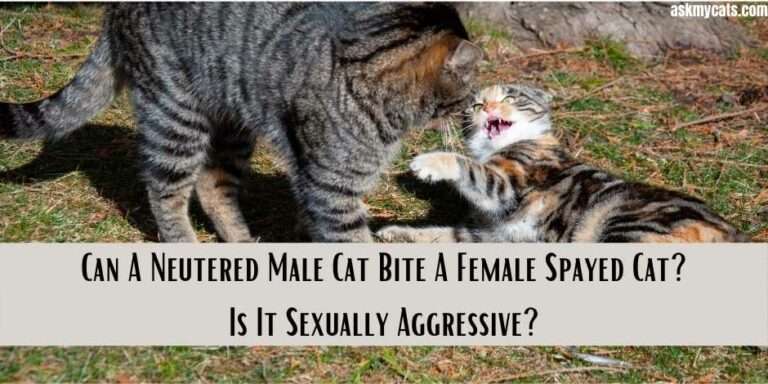Can A Neutered Male Cat Bite A Female Spayed Cat? Is It ...