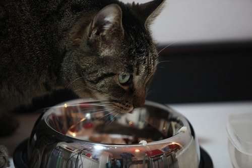 Can a New Prescription Food Really Cure Your Cat