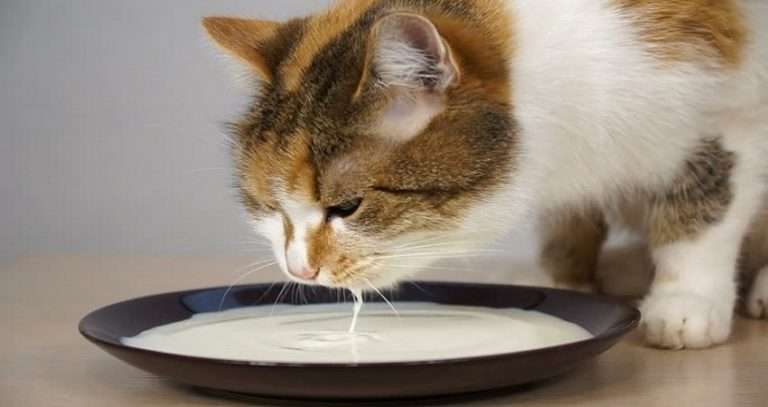 Can cats drink almond milk? Discover the truth and fact