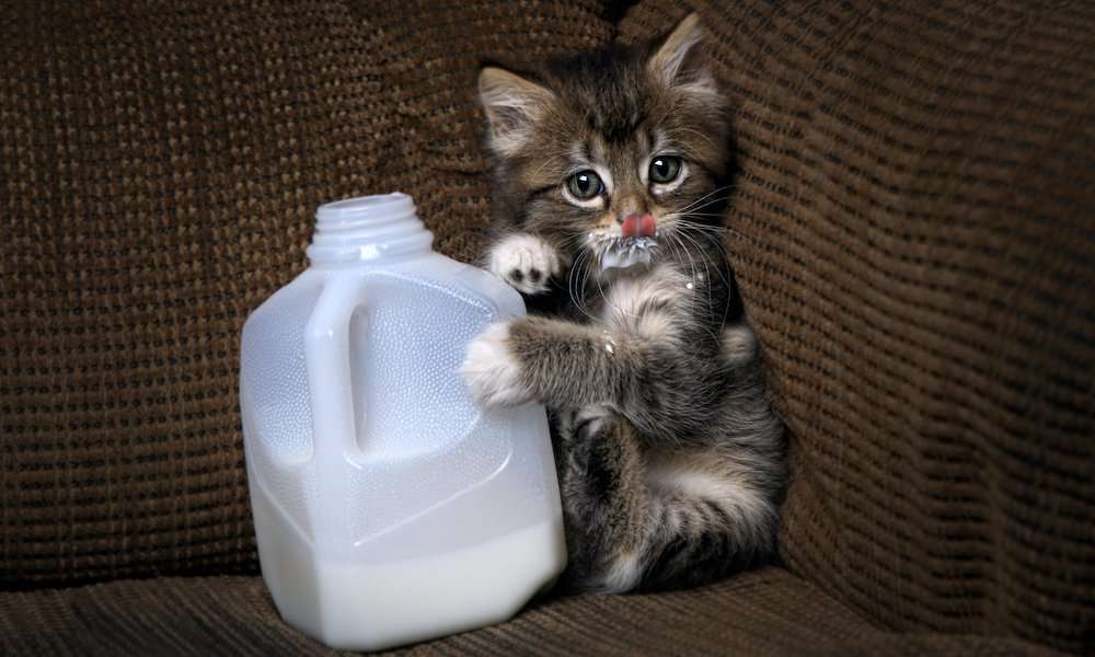 Can Cats Drink Milk? Do Cats Like Milk?