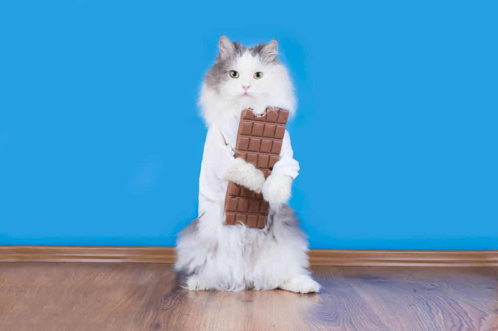 Can Cats Eat Chocolate? 2 Fatal Components Revealed!