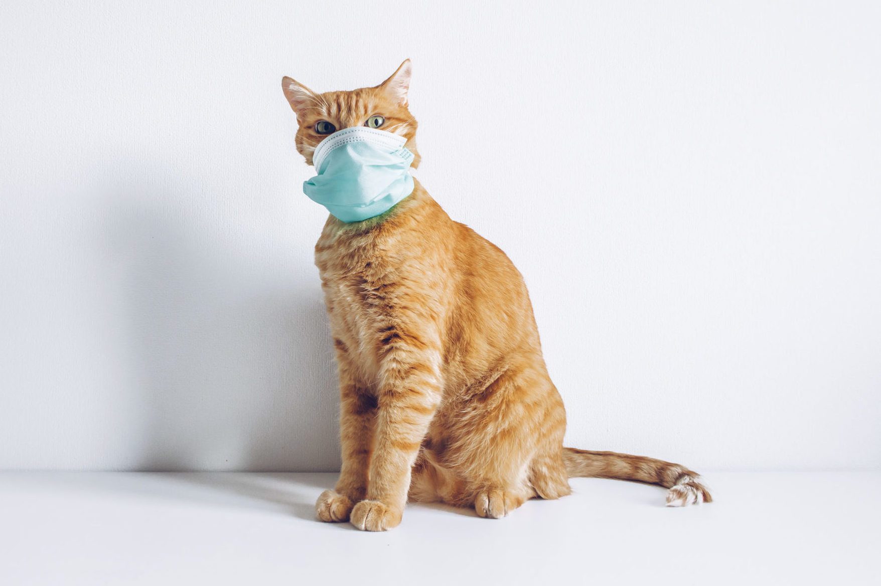 Can Cats Get Colds? How to Spot Cat Cold Symptoms
