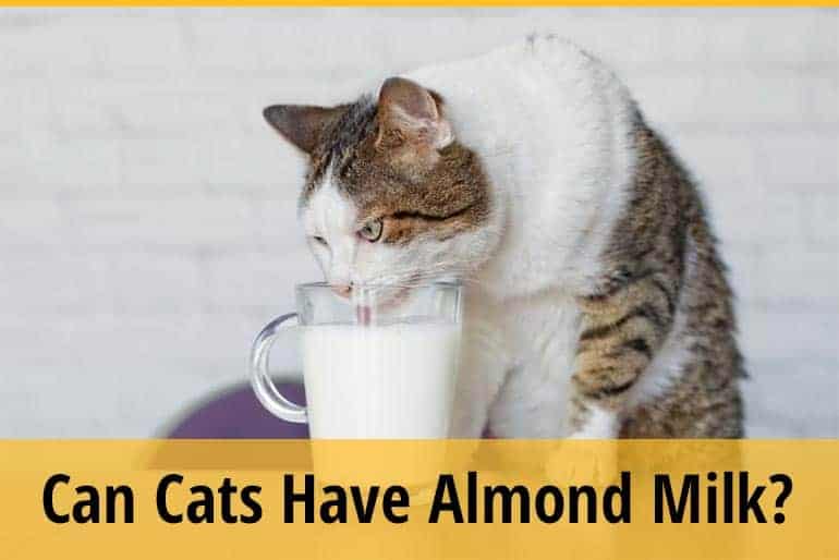 Can Cats Have Almond Milk?