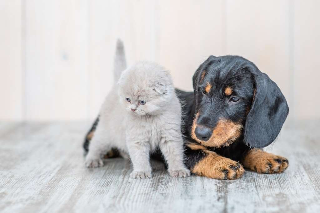Can Dachshunds Live with Cats?