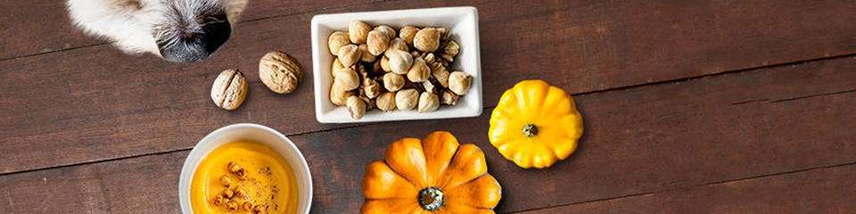Can Dogs Eat Pumpkins, Sweet Potatoes and Nuts?