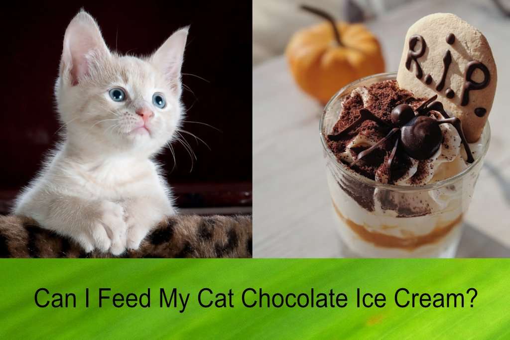 Can I Feed My Cat Chocolate Ice Cream?