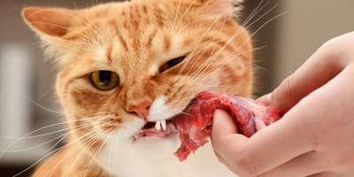 Can I feed my cat raw food?