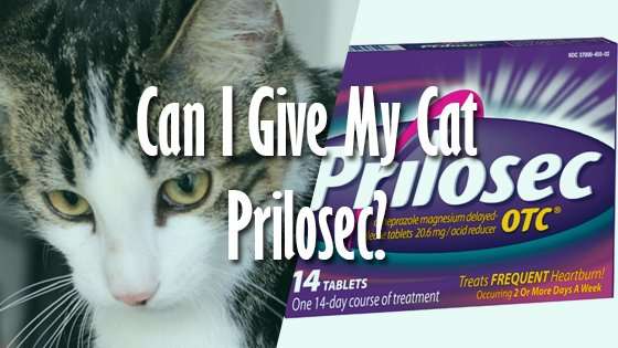 Can I Give My Cat Prilosec?