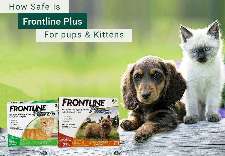 Can I use Frontline Plus for Puppies and Kitten ...