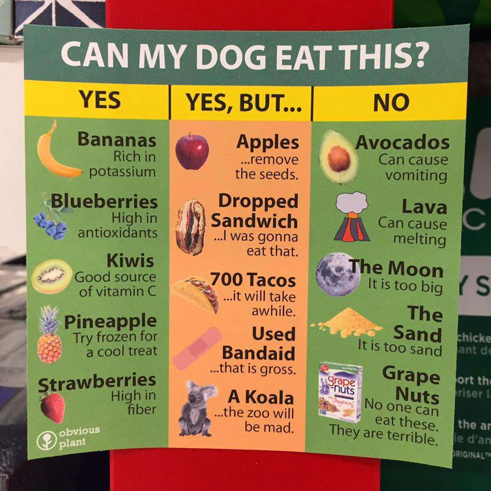 Can My Dog Eat This? : funny