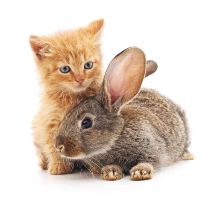 Can Rabbits and Cats Get Along?