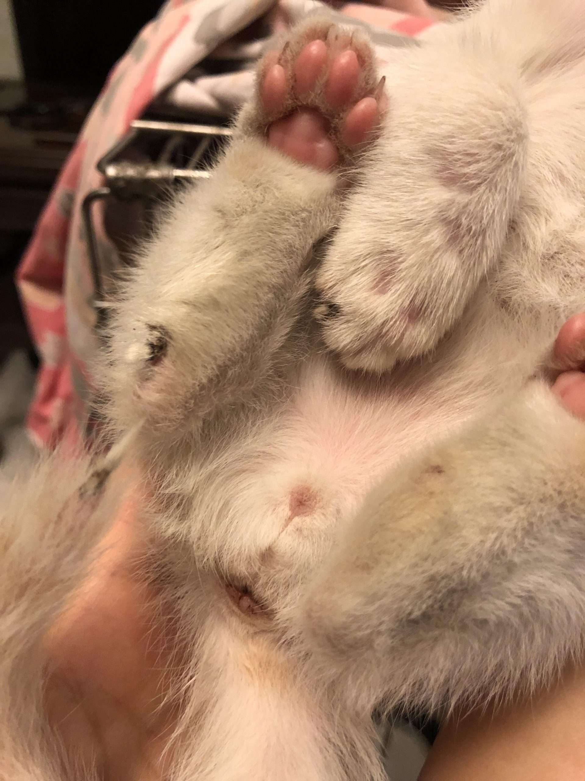 Can someone please help identify the gender of this kitten ...