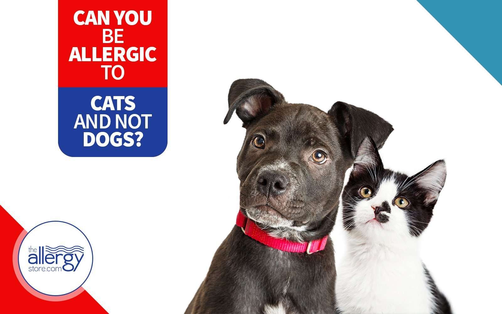 Can You Be Allergic to Cats and Not Dogs?