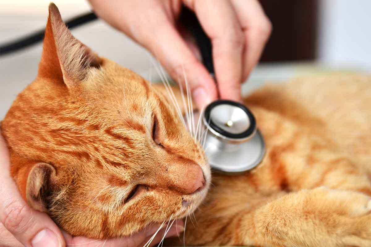 Can You Give A Cat Gabapentin For Pain