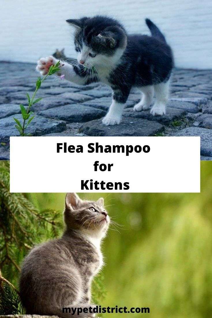 Can you use Dog Flea Shampoo on Cats?