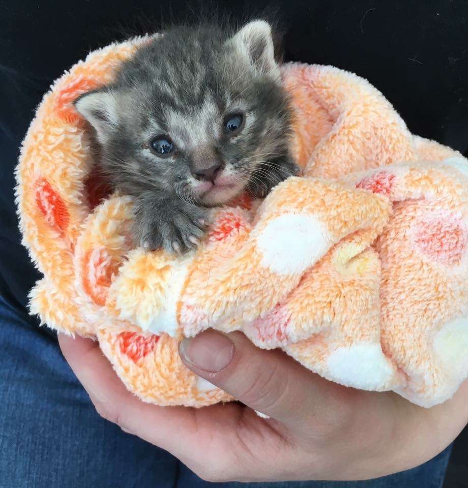 Care for Newborn Kittens