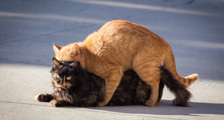 Caring for Cats in Heat: Protecting a Cat Looking to Mate